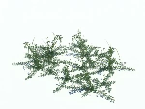 convolvulus arvensis 3D Model