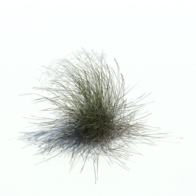 stipa borysthenica 3D 模型 .c4d .max .obj .3ds .fbx .stl .blend 