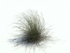 stipa borysthenica 3D Model