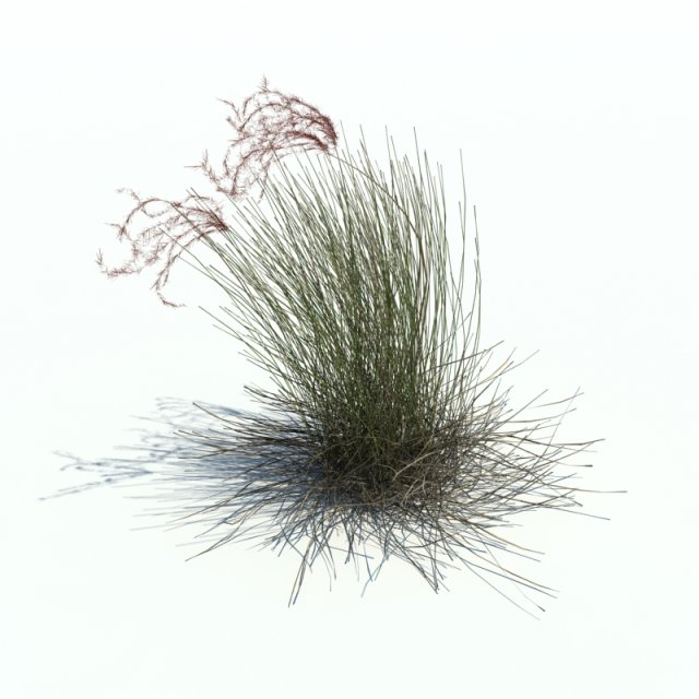 stipa borysthenica 3D मॉडल .c4d .max .obj .3ds .fbx .stl .blend