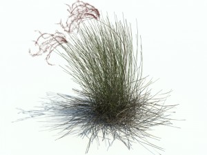 stipa borysthenica Modèle 3D