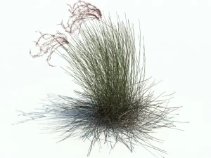 stipa borysthenica 3D Model