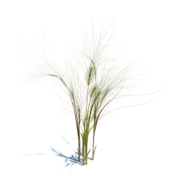 taeniatherum caput medusae Modèle 3D .c4d .max .obj .3ds .fbx .stl .blend 