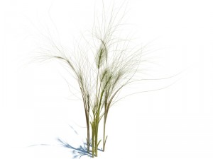 taeniatherum caput medusae Modèle 3D