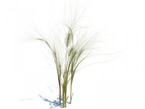 taeniatherum caput medusae 3D Model