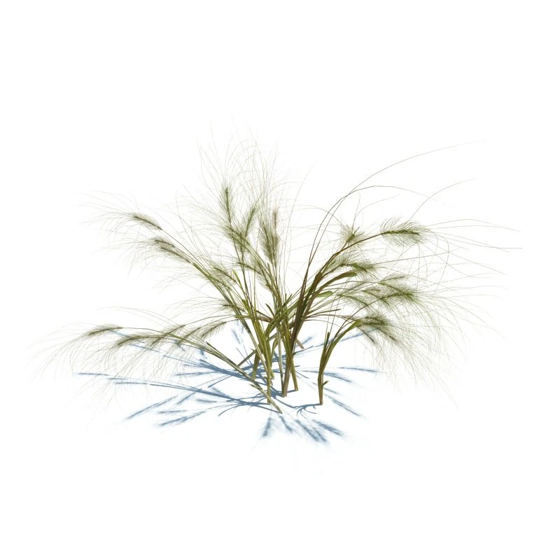 taeniatherum caput medusae 3D Model .c4d .max .obj .3ds .fbx .stl .blend 