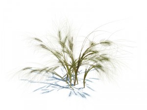 taeniatherum caput medusae Modèle 3D