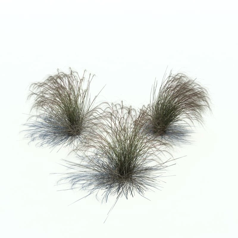 stipa 3D Model .c4d .max .obj .3ds .fbx .stl .blend