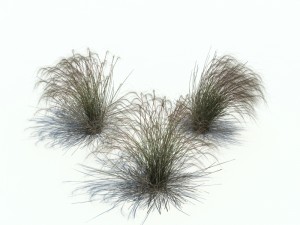 stipa 3D-Modell