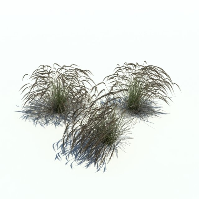 stipa 3D 模型 .c4d .max .obj .3ds .fbx .stl .blend 