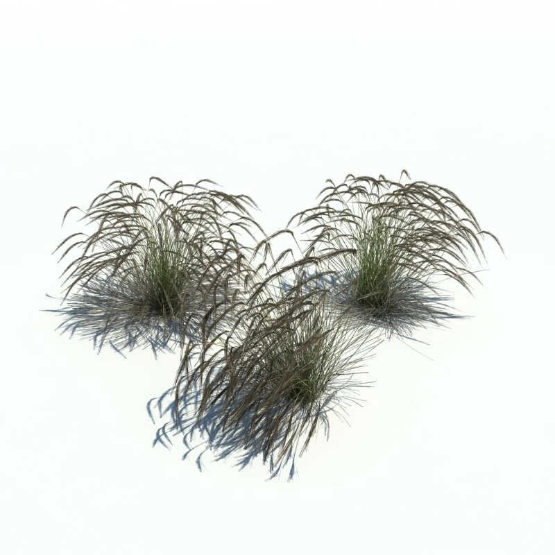 stipa 3D Model .c4d .max .obj .3ds .fbx .stl .blend