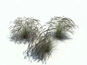 stipa 3D Model