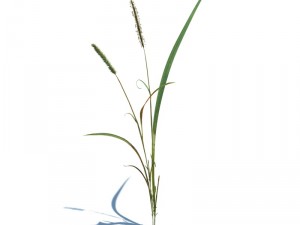 alopecurus geniculatus 3D Модель