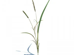 एलोपेक्यूरस जेनिकुलैटस 3D मॉडल