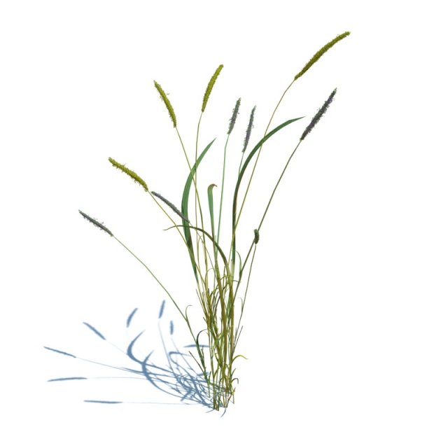 alopecurus geniculatus 3D Model .c4d .max .obj .3ds .fbx .stl .blend