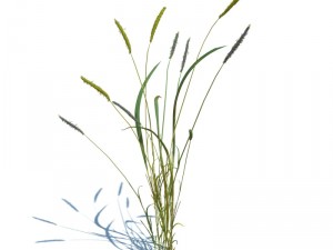 alopecurus geniculatus 3D Model
