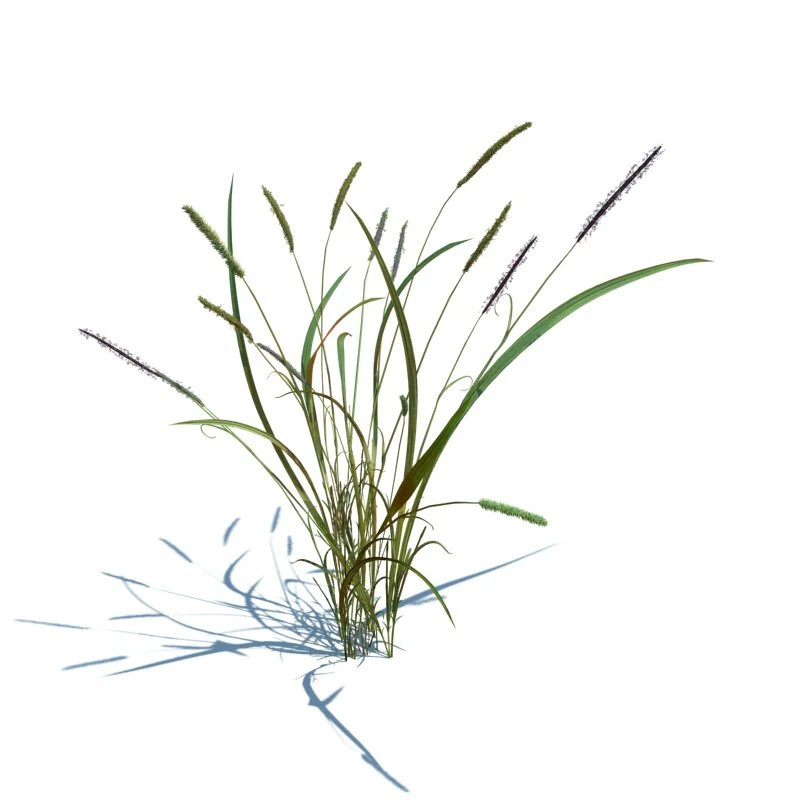 alopecurus geniculatus 3D Model .c4d .max .obj .3ds .fbx .stl .blend 
