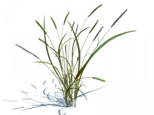 alopecurus geniculatus 3D Model