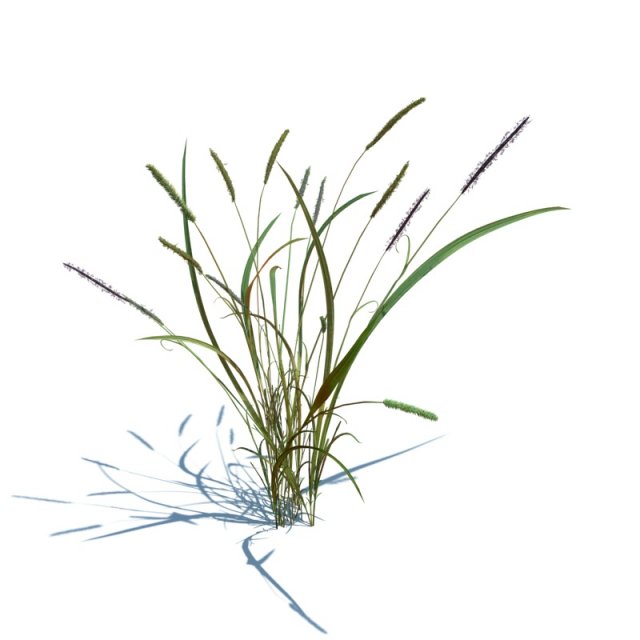 alopecurus geniculatus 3D 模型 .c4d .max .obj .3ds .fbx .stl .blend