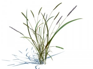 alopecurus geniculatus Model 3D