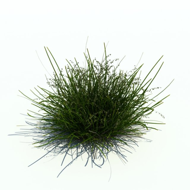 melic nutans 3D Model .c4d .max .obj .3ds .fbx .stl .blend