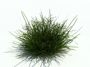 melic nutans 3D Model