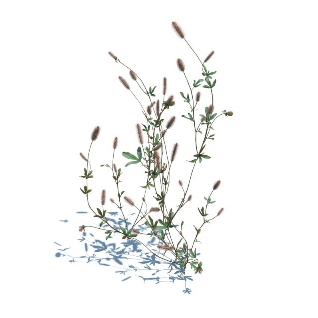 trifolium arvense Modello 3D .c4d .max .obj .3ds .fbx .stl .blend 