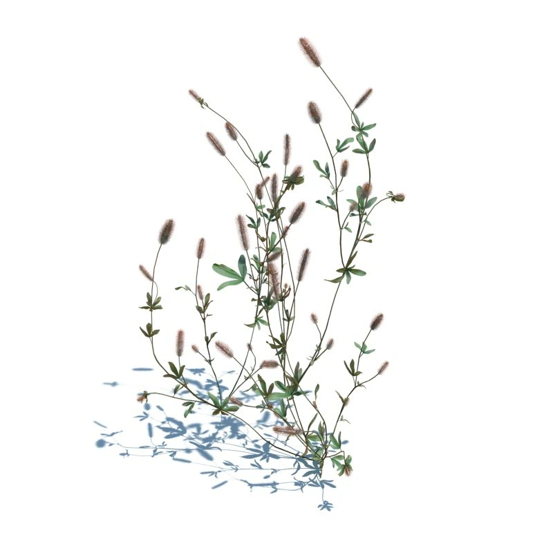 trifolium arvense 3D Model .c4d .max .obj .3ds .fbx .stl .blend 