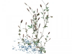 &uuml;&ccedil; yapraklı arvense 3D Model