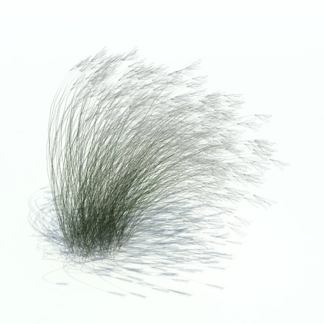 stipa tenuifolia Model 3D .c4d .max .obj .3ds .fbx .stl .blend