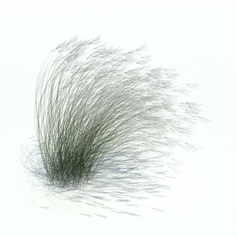 stipa tenuifolia 3D Model .c4d .max .obj .3ds .fbx .stl .blend 