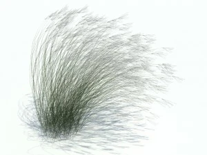 stipa tenuifolia 3D Model
