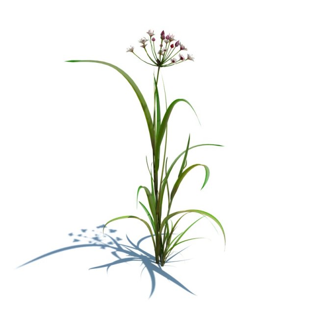 butomus umbellatus Modelo 3D .c4d .max .obj .3ds .fbx .stl .blend 