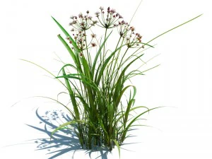 baldaszkowaty butomus Model 3D