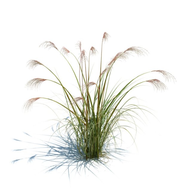 miscanthus siensis 3D Model .c4d .max .obj .3ds .fbx .stl .blend
