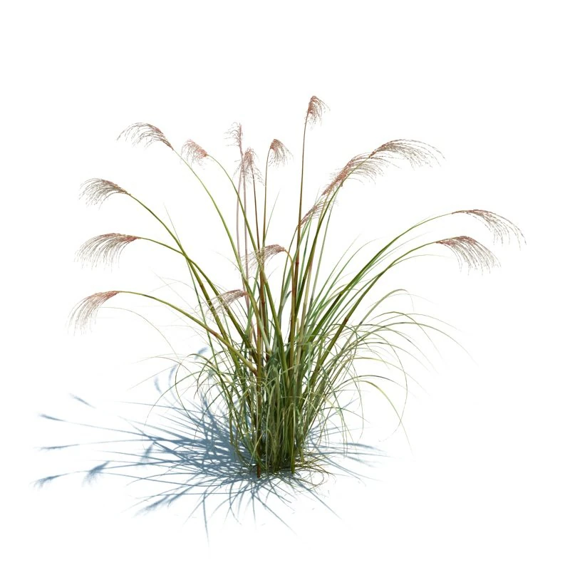 miscanthus siensis 3D Model .c4d .max .obj .3ds .fbx .stl .blend 