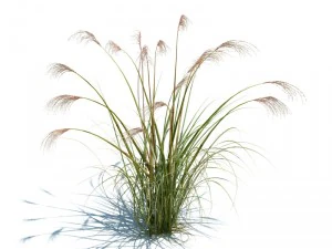 miscanthus siensis 3D Model