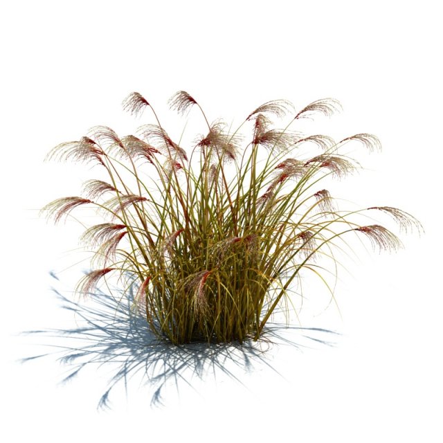 miscanthus siensis 3D Model .c4d .max .obj .3ds .fbx .stl .blend 