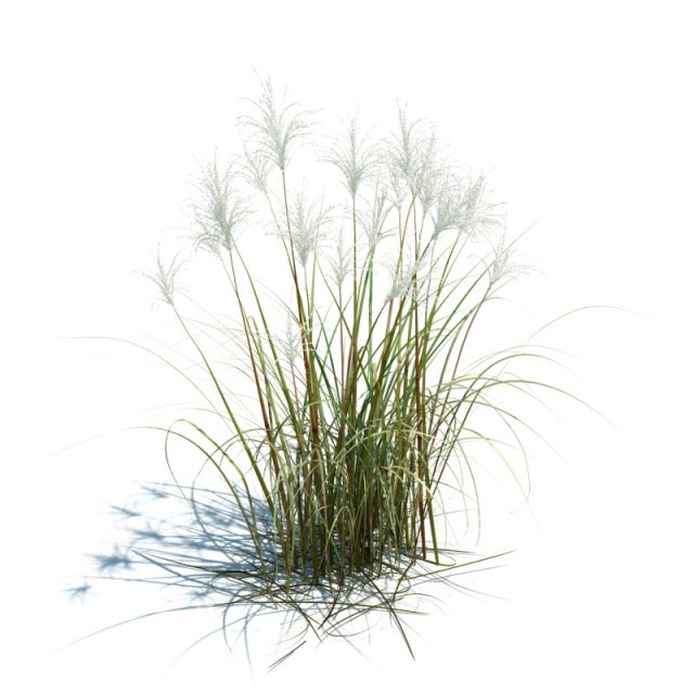 miscanthus siensis 3D 模型 .c4d .max .obj .3ds .fbx .stl .blend