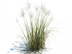 miscanthus siensis 3D Модель