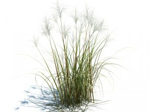miscanthus siensis 3D Model