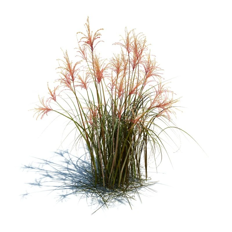 miscanthus sacchariflorus 3D Model .c4d .max .obj .3ds .fbx .stl .blend 