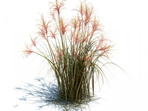 miscanthus sacchariflorus Modelo 3D