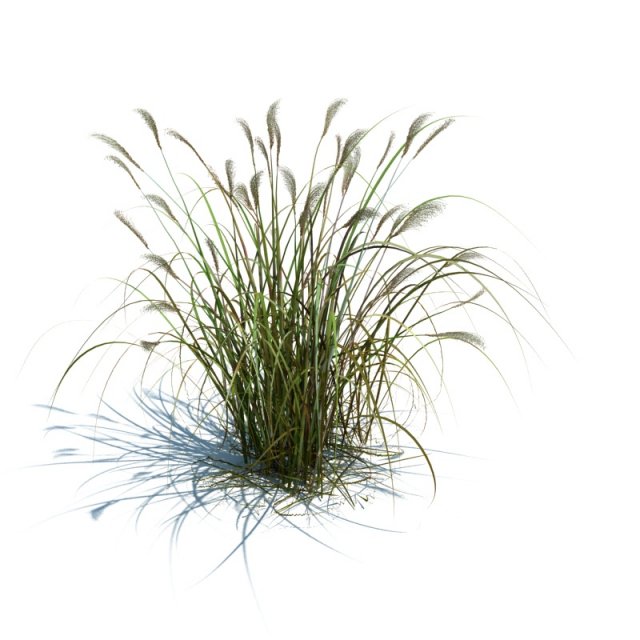 miscanthus sacchariflorus 3D मॉडल .c4d .max .obj .3ds .fbx .stl .blend