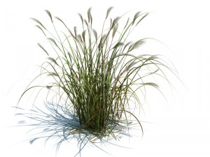 miscanthus sacchariflorus 3D Модель