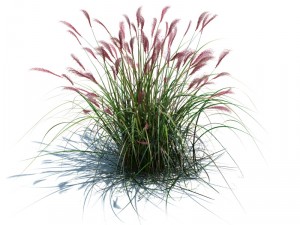 miscanthus sacchariflorus Modèle 3D