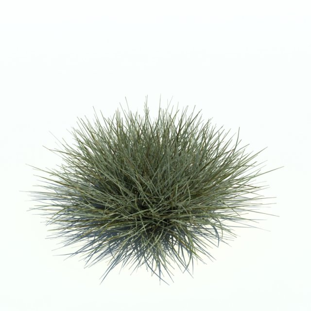 arrhenatherum variegata 3D मॉडल .c4d .max .obj .3ds .fbx .stl .blend 