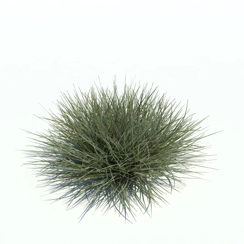 arrhenatherum variegata 3D Model .c4d .max .obj .3ds .fbx .stl .blend 