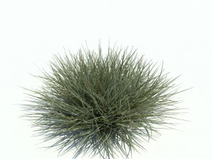 arrhenatherum variegata 3D Модель