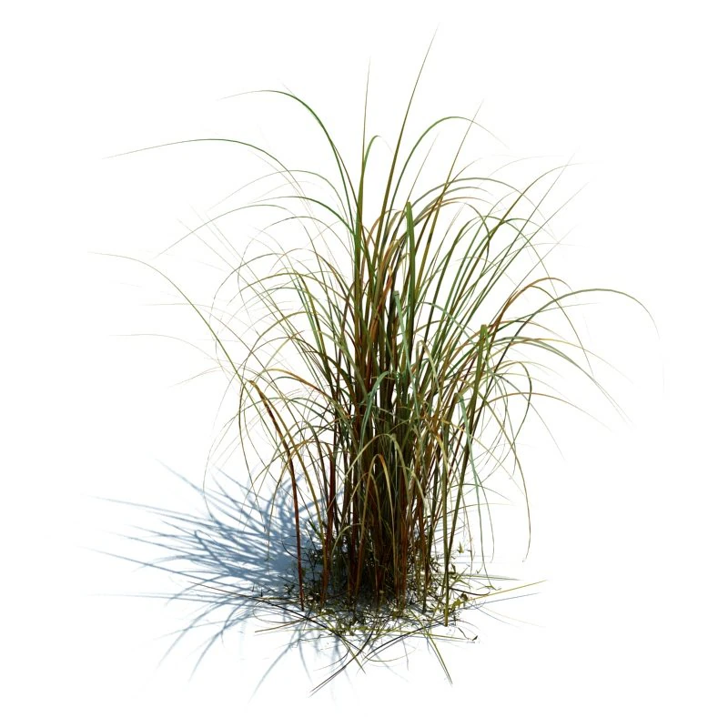 miscanthus giganteus 3D Model .c4d .max .obj .3ds .fbx .stl .blend